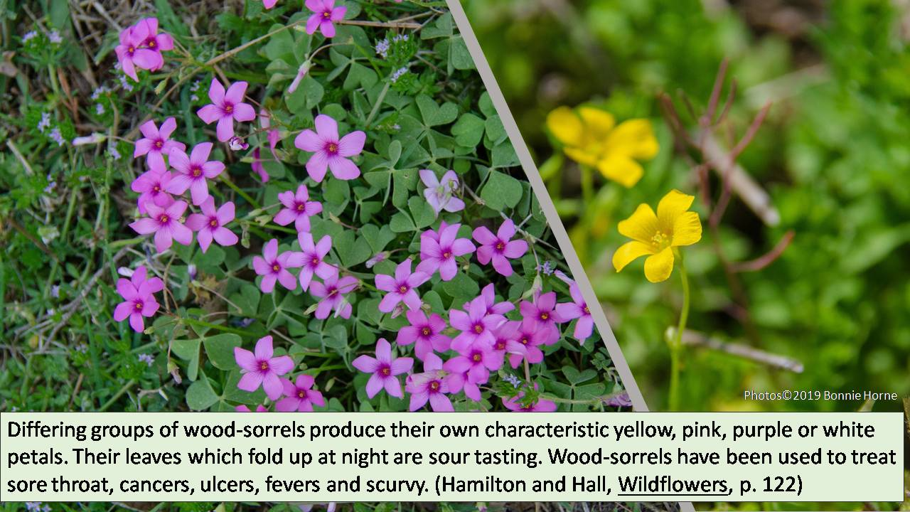 Wood Sorrel