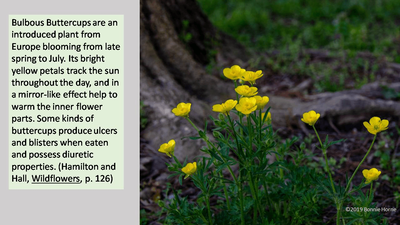 Bulbous Buttercups
