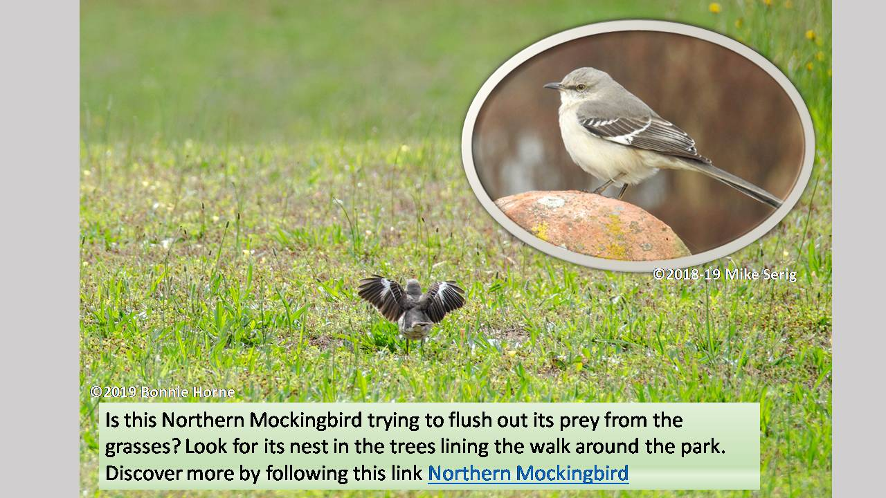 Northern Mockingbird