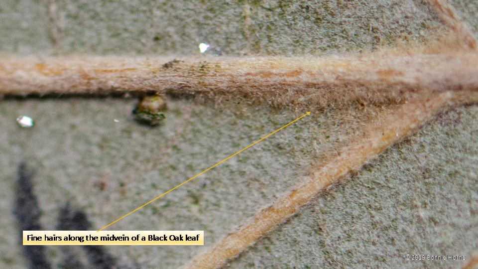 Hairy Black Oak Leaves