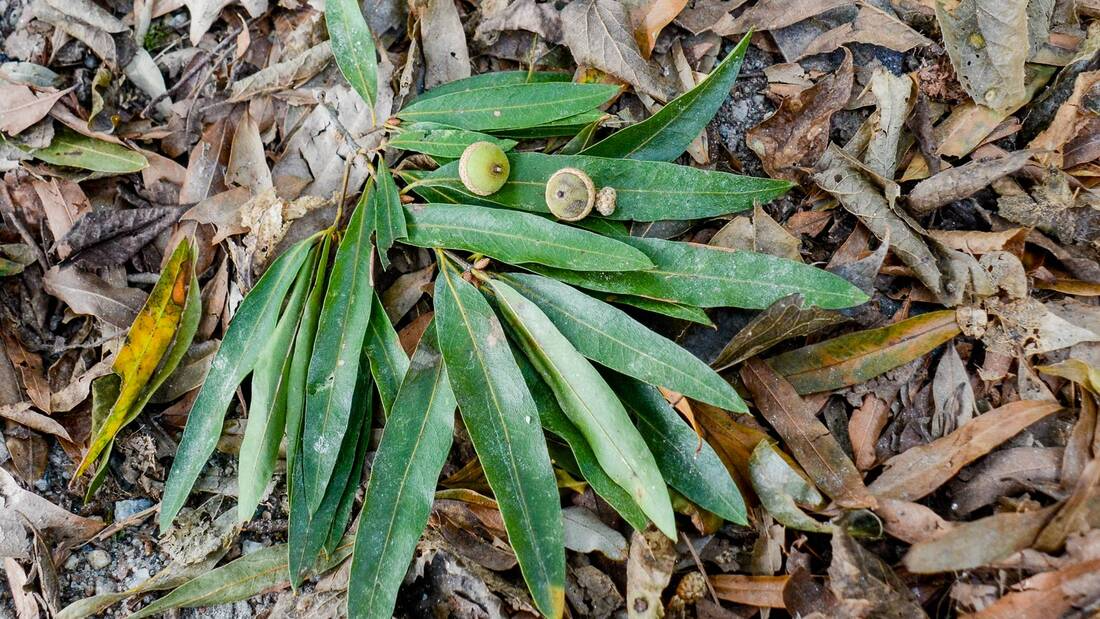 Willow Oak Leaves and Nuts