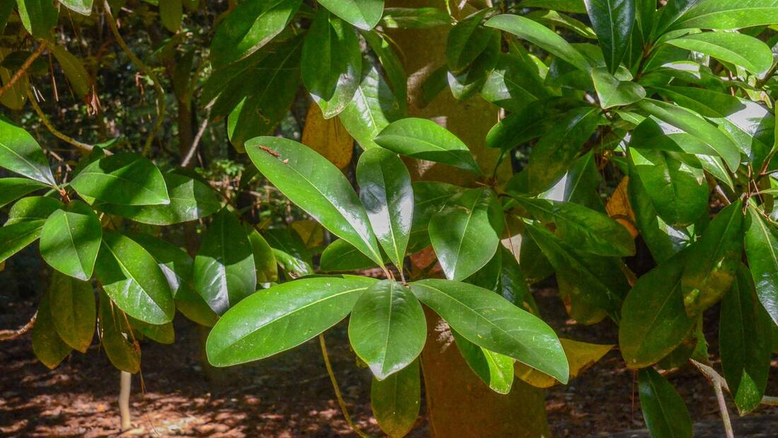Sweetbay or Swamp Magnolia Leaves