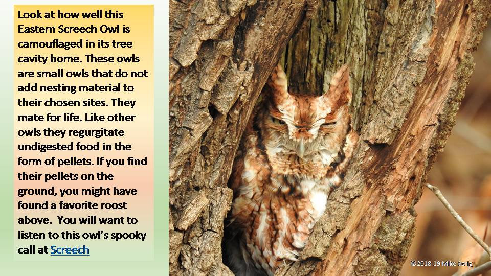 Eastern Screech Owl
