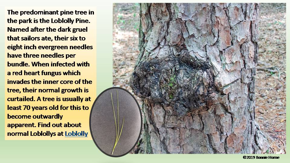 Loblolly Pine