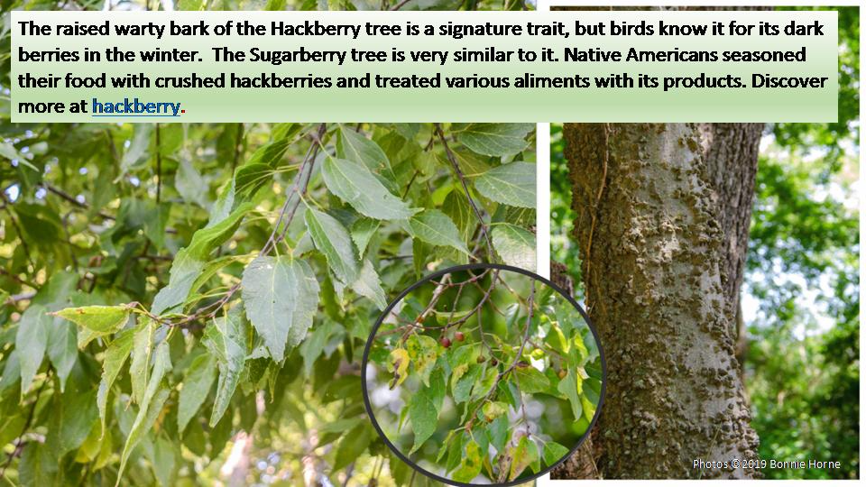 Bark of Hackberry Tree