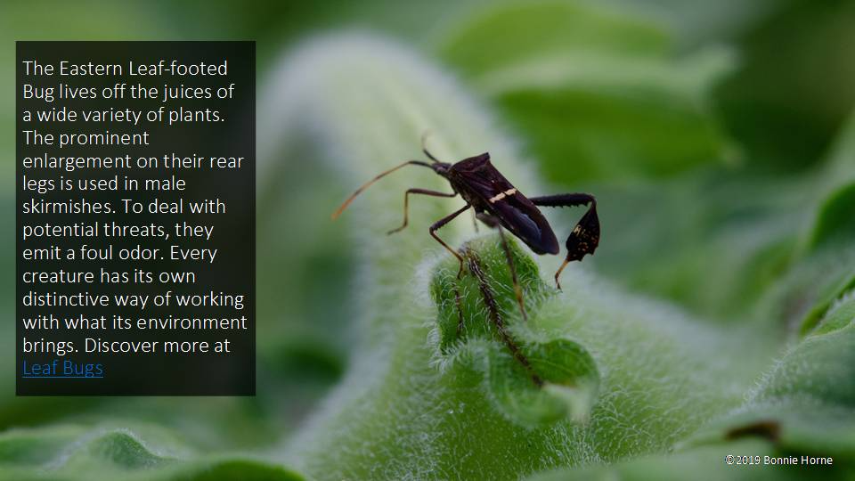 Eastern Leaf-Footed Bug