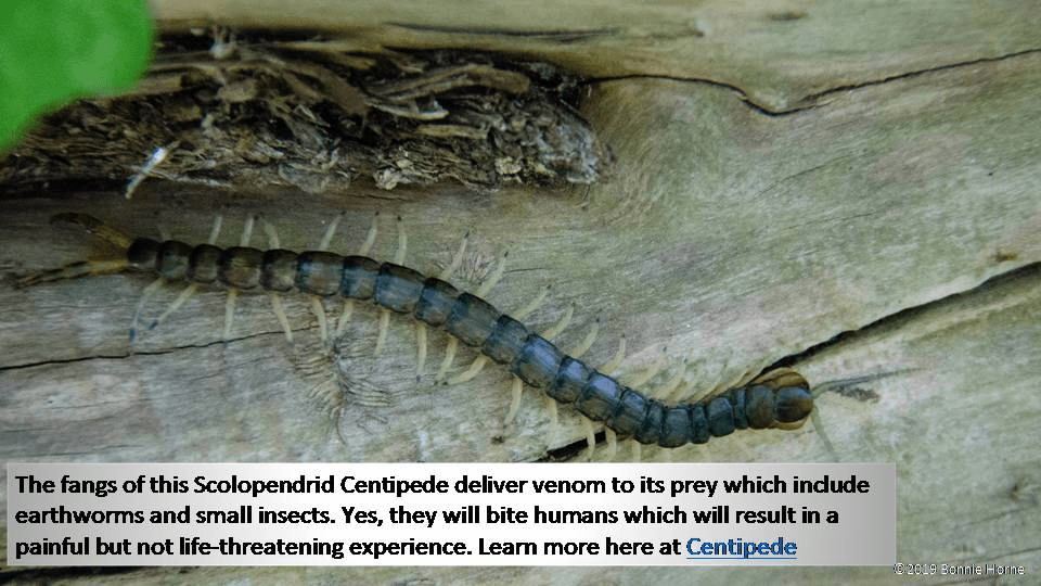 Scolopendrid Centipede