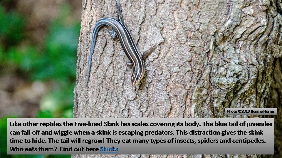 Five-lined Skink