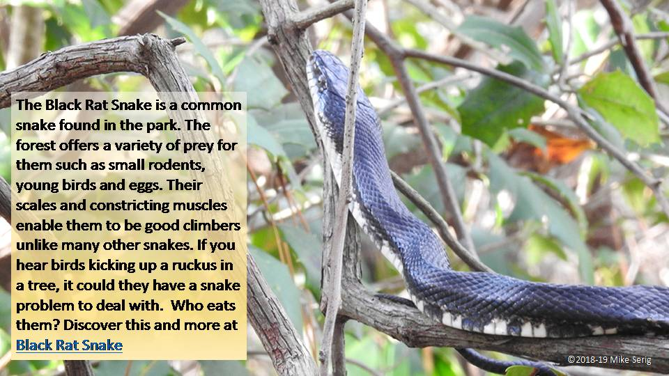 Black Rat Snake