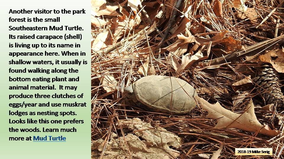 Southeastern Mud Turtle
