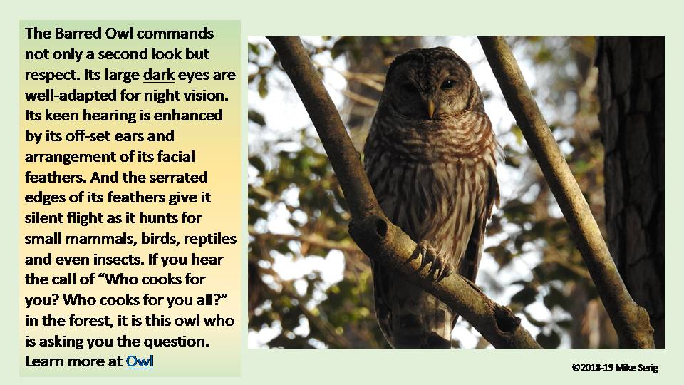 Barred Owl