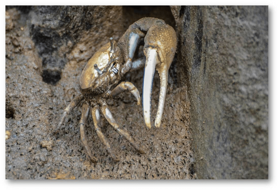 Male Red-jointed Fiddler Crab