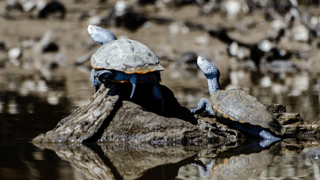 Diamondback Terrapins