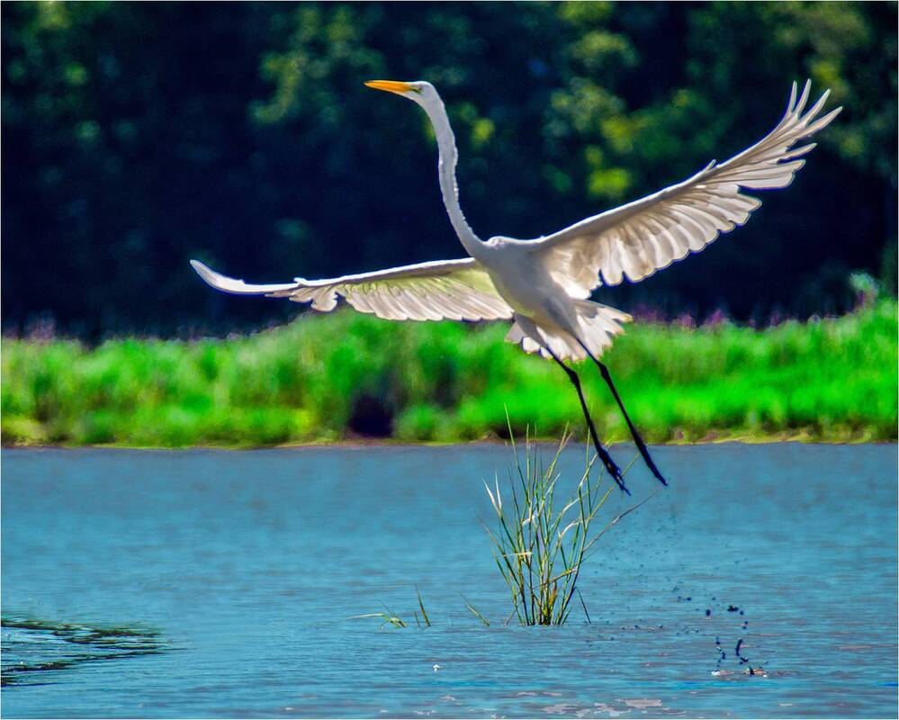 Great Egret