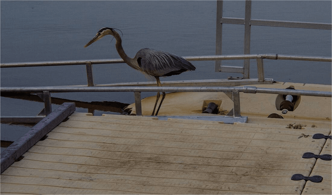 Great Blue Heron