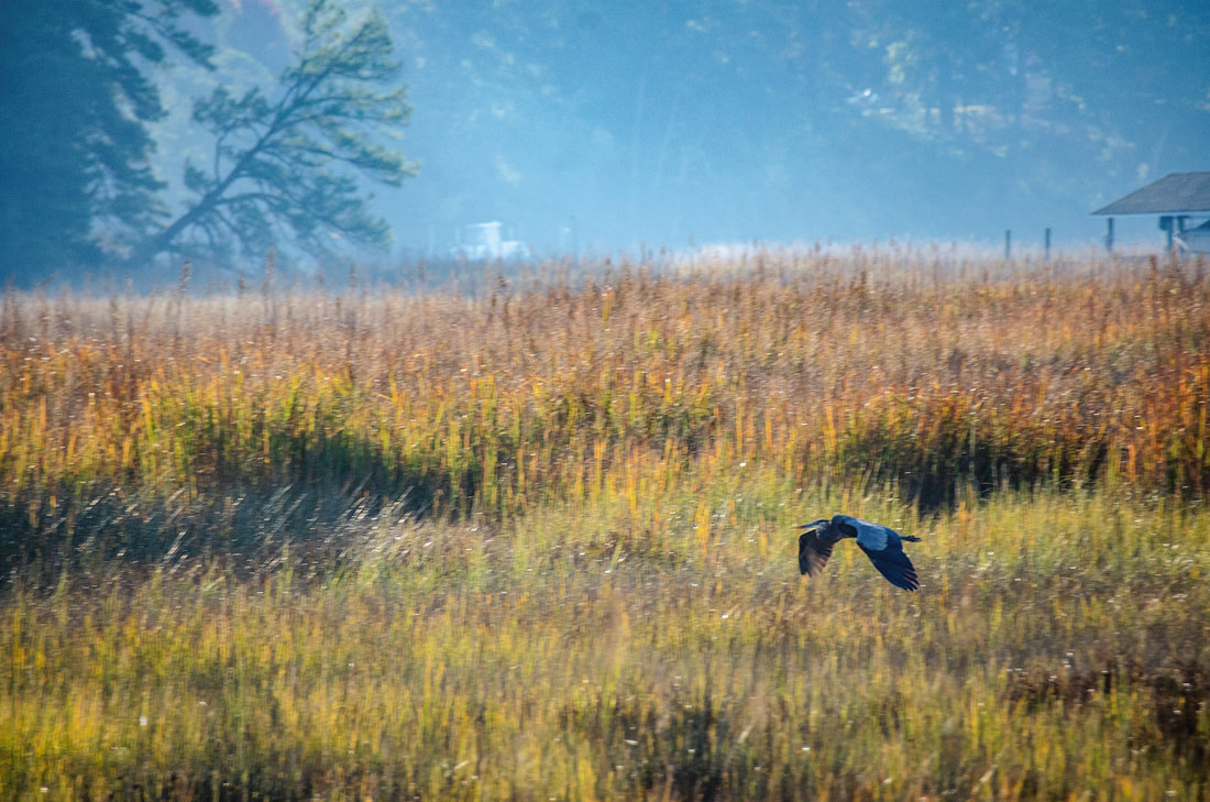 Great Blue Heron Flying