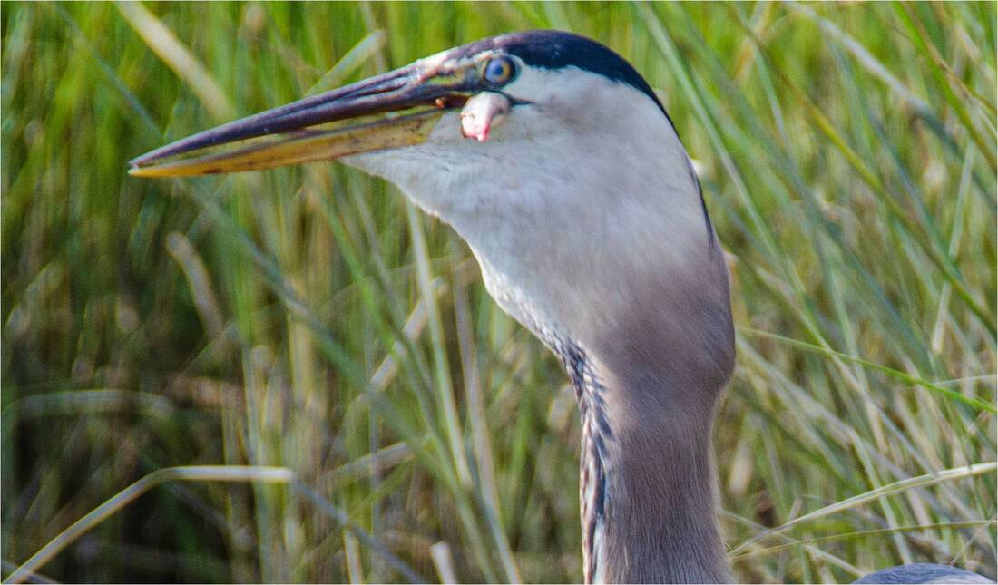 Heron Eating
