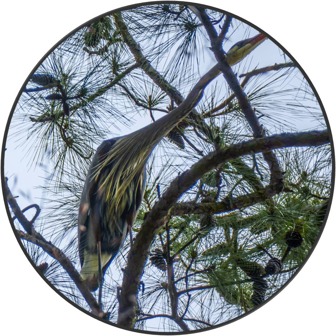 Great Blue Heron in Tree