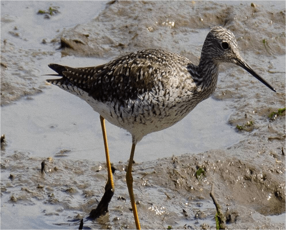 Greater Yellowlegs