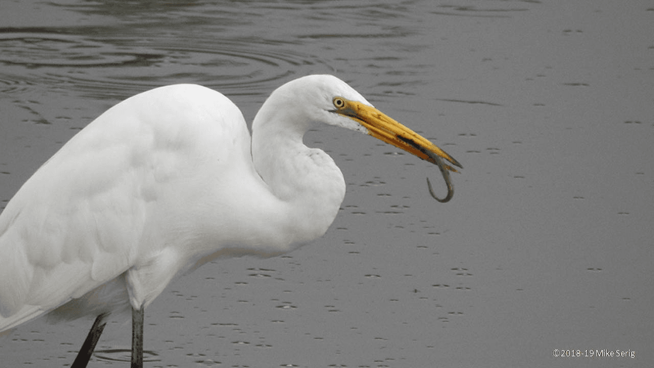 Egret Eating an Eel