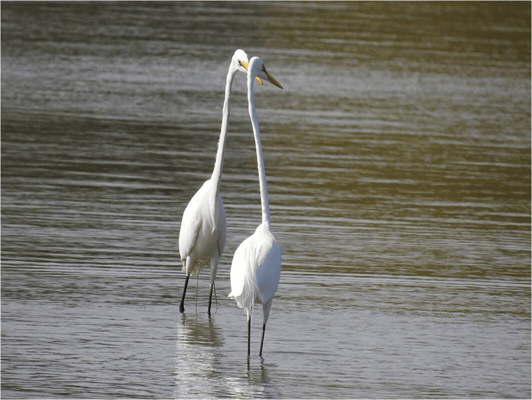 Two Great Egrets