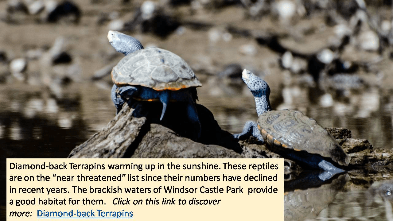 Terrapins