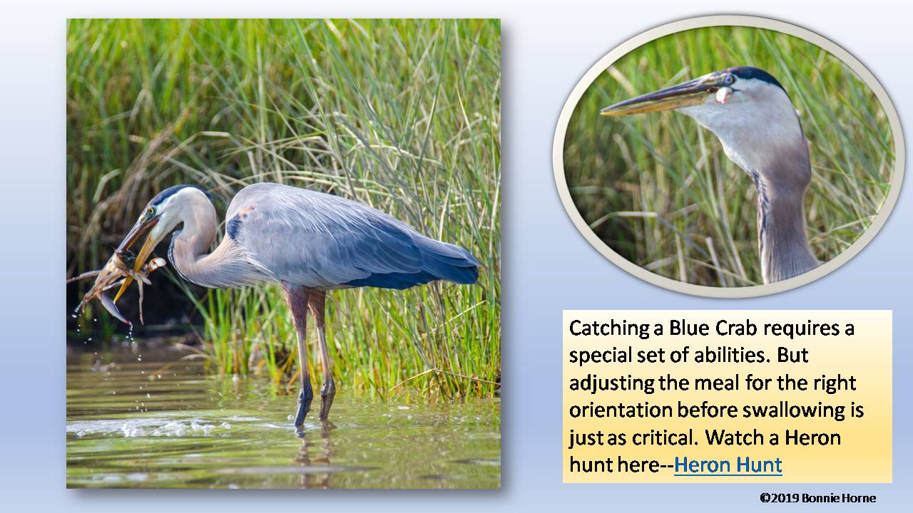 Heron with Blue Crab