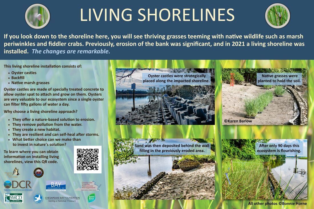 Living Shorelines