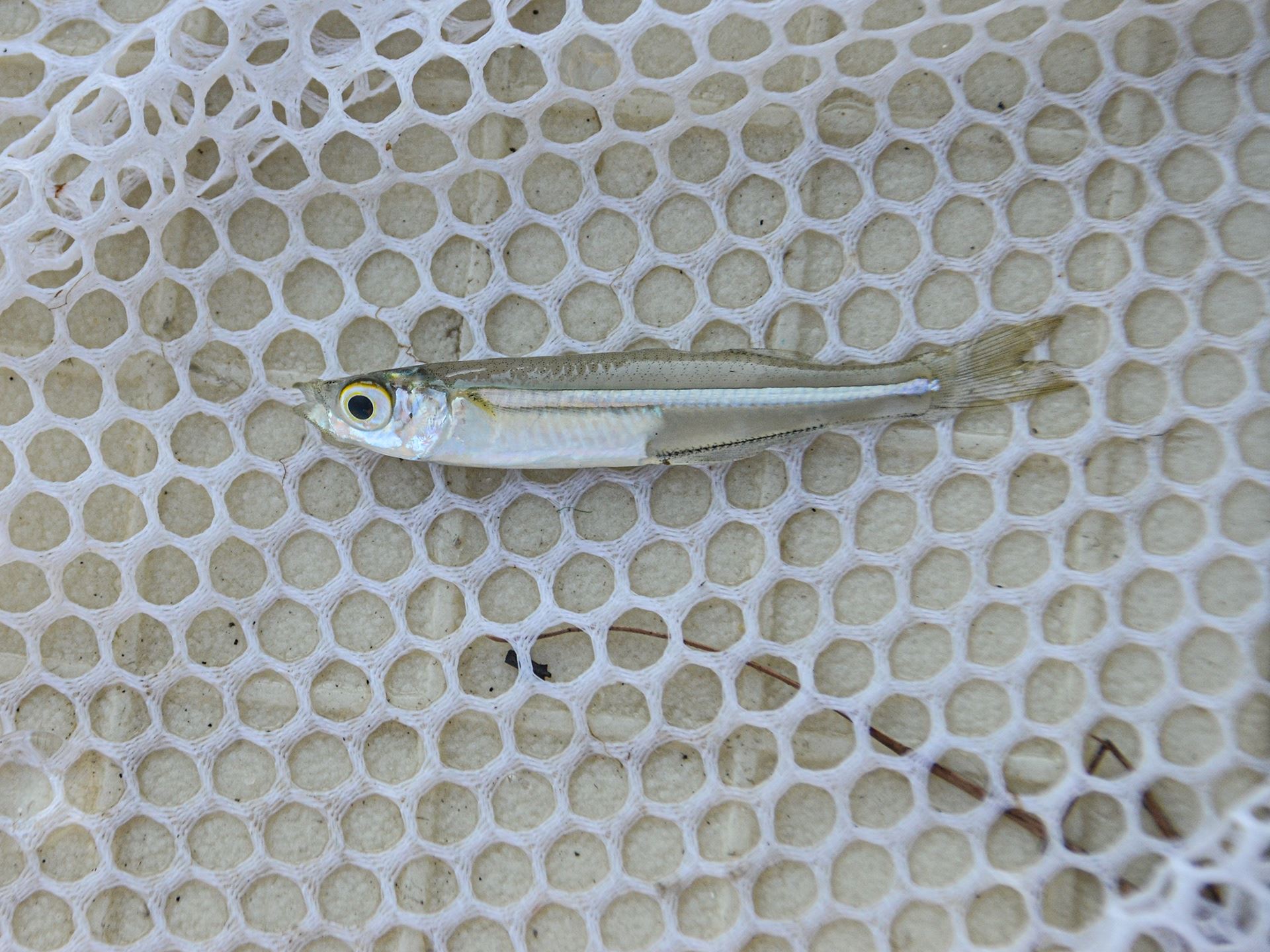 15-Atlantic Silverside